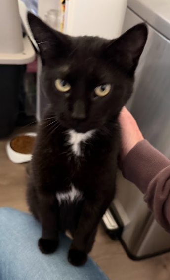 Bellatrix, an adoptable Domestic Short Hair in Coralville, IA