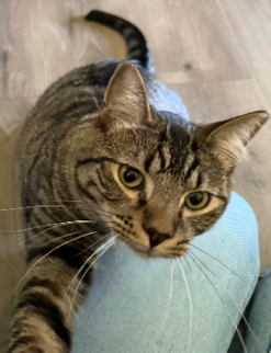 Bosh, an adoptable Domestic Short Hair in Coralville, IA