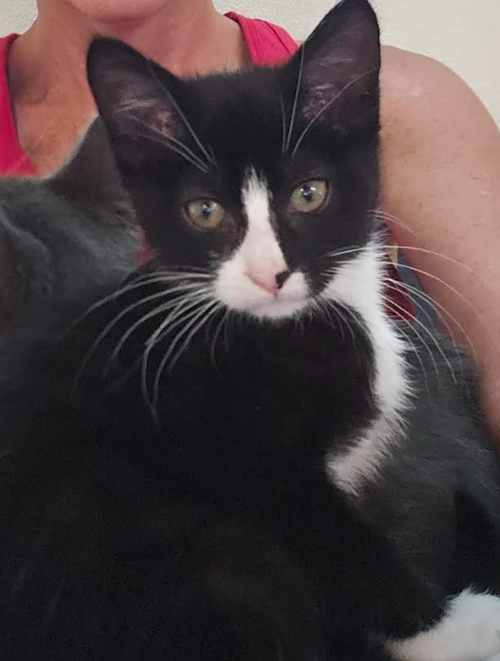 Monica, an adoptable Domestic Short Hair in Coralville, IA