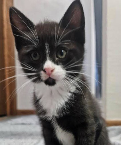 Rachel, an adoptable Domestic Short Hair in Coralville, IA