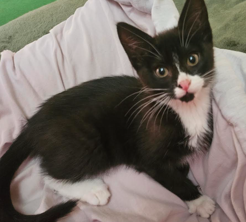 Rachel, an adoptable Domestic Short Hair in Coralville, IA