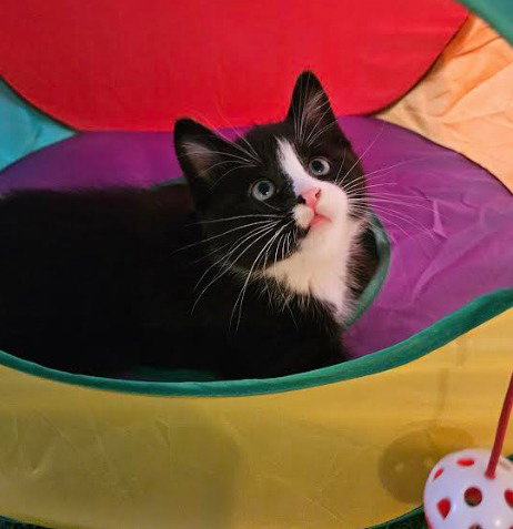 Ross, an adoptable Domestic Short Hair in Coralville, IA