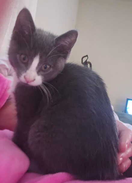 Chandler, an adoptable Domestic Short Hair in Coralville, IA