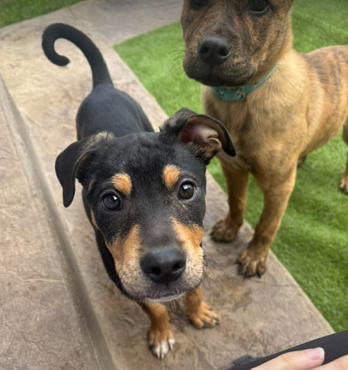 Lattimer, an adoptable Unknown breed in Coralville, IA