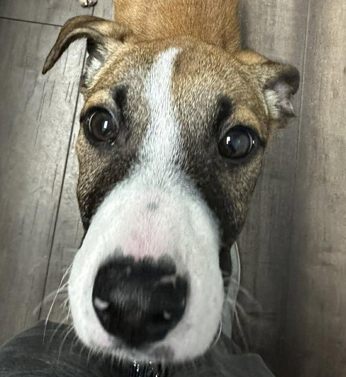 Claudia, an adoptable Unknown breed in Coralville, IA