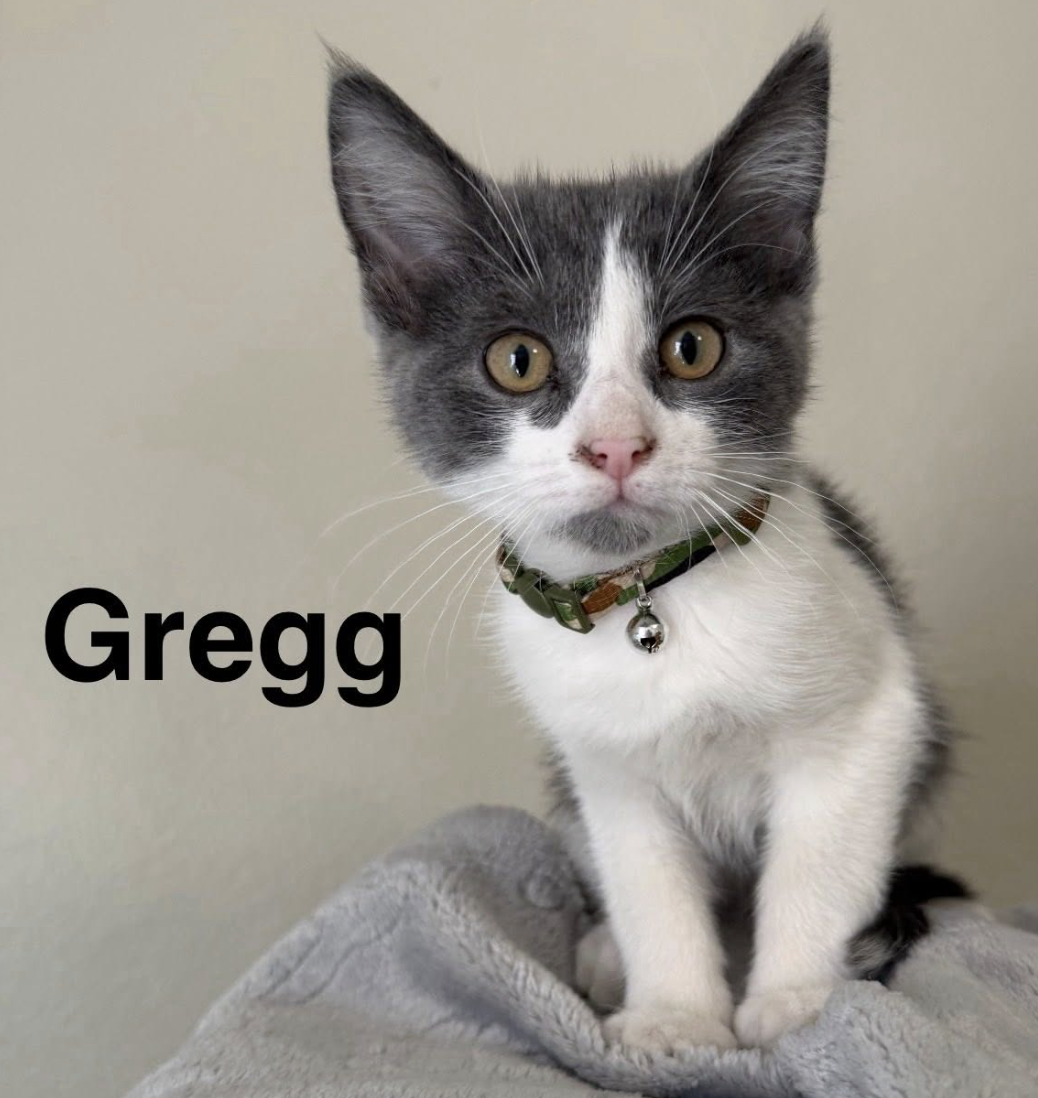 Gregg