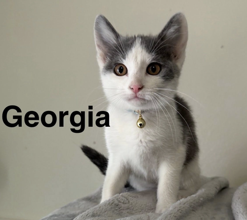 Georgia, an adoptable Domestic Short Hair in Coralville, IA