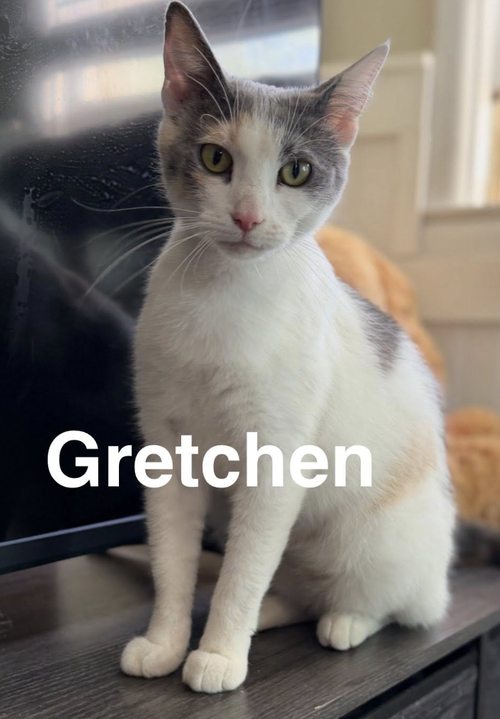Gretchen, an adoptable Domestic Short Hair in Coralville, IA
