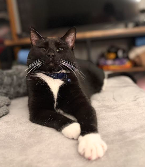 Zoie, an adoptable Domestic Short Hair in Coralville, IA