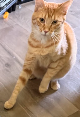 Ballard, an adoptable Domestic Short Hair in Coralville, IA