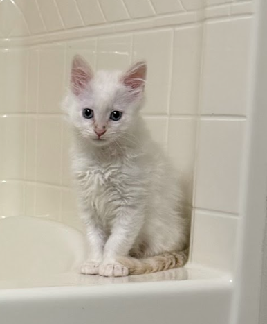 Simon, an adoptable Domestic Long Hair in Coralville, IA