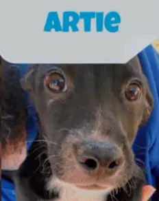 Artie image 3