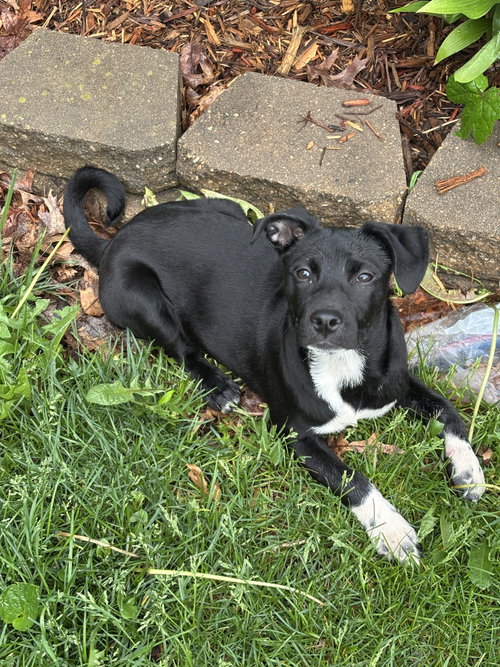Zelda, an adoptable Unknown breed in Coralville, IA