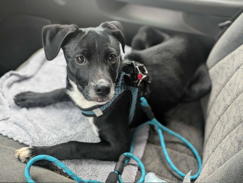 Kahlo, an adoptable Unknown breed in Coralville, IA