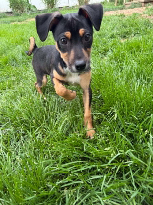 Esther, an adoptable Unknown breed in Coralville, IA