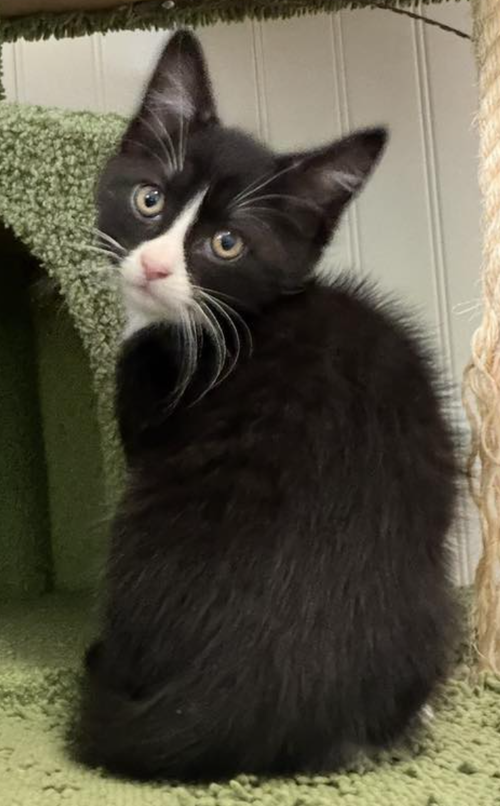 Harrison, an adoptable Domestic Short Hair in Coralville, IA