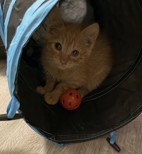 Ronald Meowsley, an adoptable Domestic Short Hair in Coralville, IA