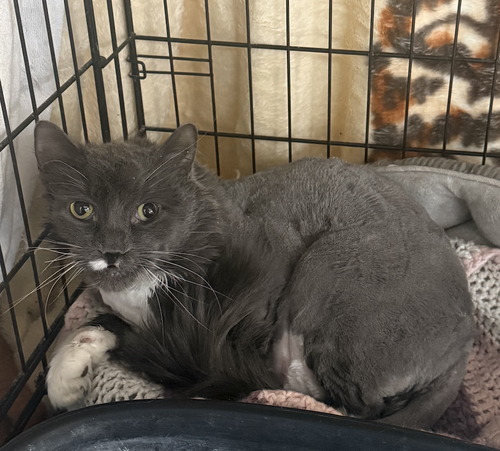 Buzz, Adult Domestic Long Hair, cat for adoption in Coralville, Iowa