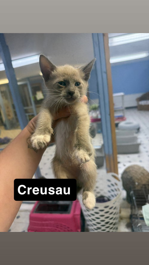 Creusau, Baby Siamese / Mixed, cat for adoption in Coralville, Iowa