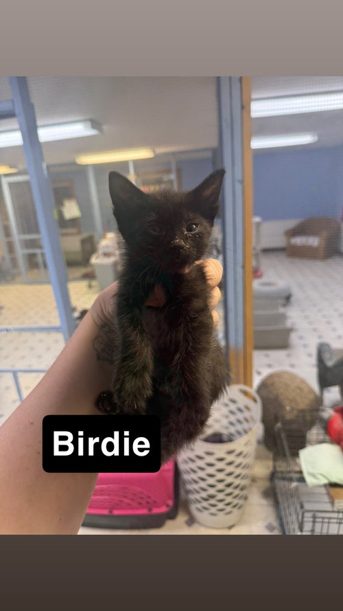 Birdie, Baby Domestic Short Hair / Mixed, cat for adoption in Coralville, Iowa