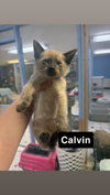 Calvin