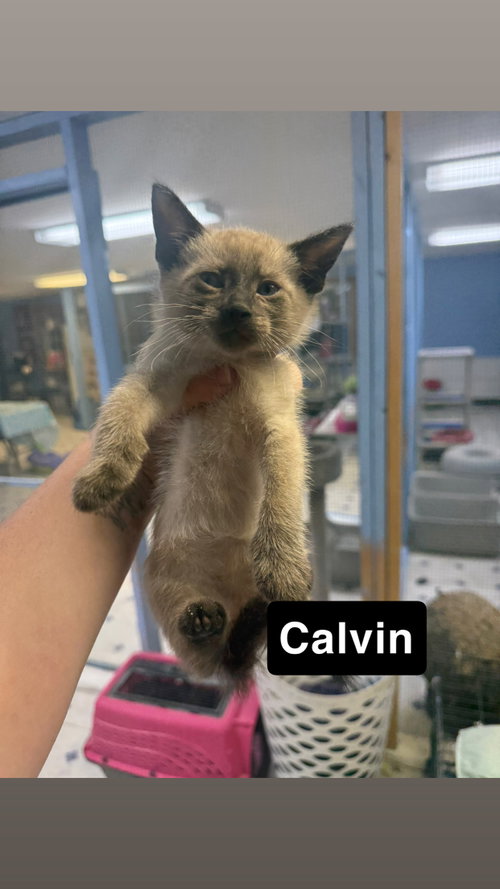 Calvin, Baby Siamese / Mixed, cat for adoption in Coralville, Iowa