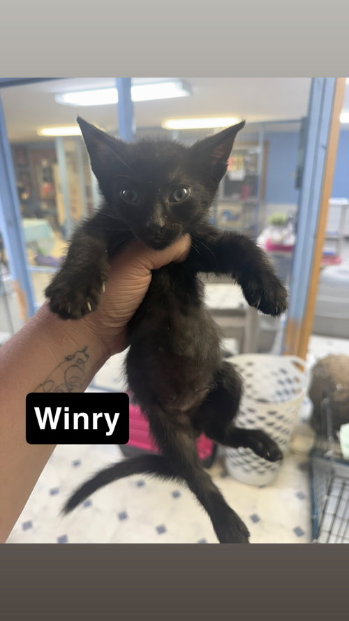 Winry, Baby Domestic Short Hair / Mixed, cat for adoption in Coralville, Iowa