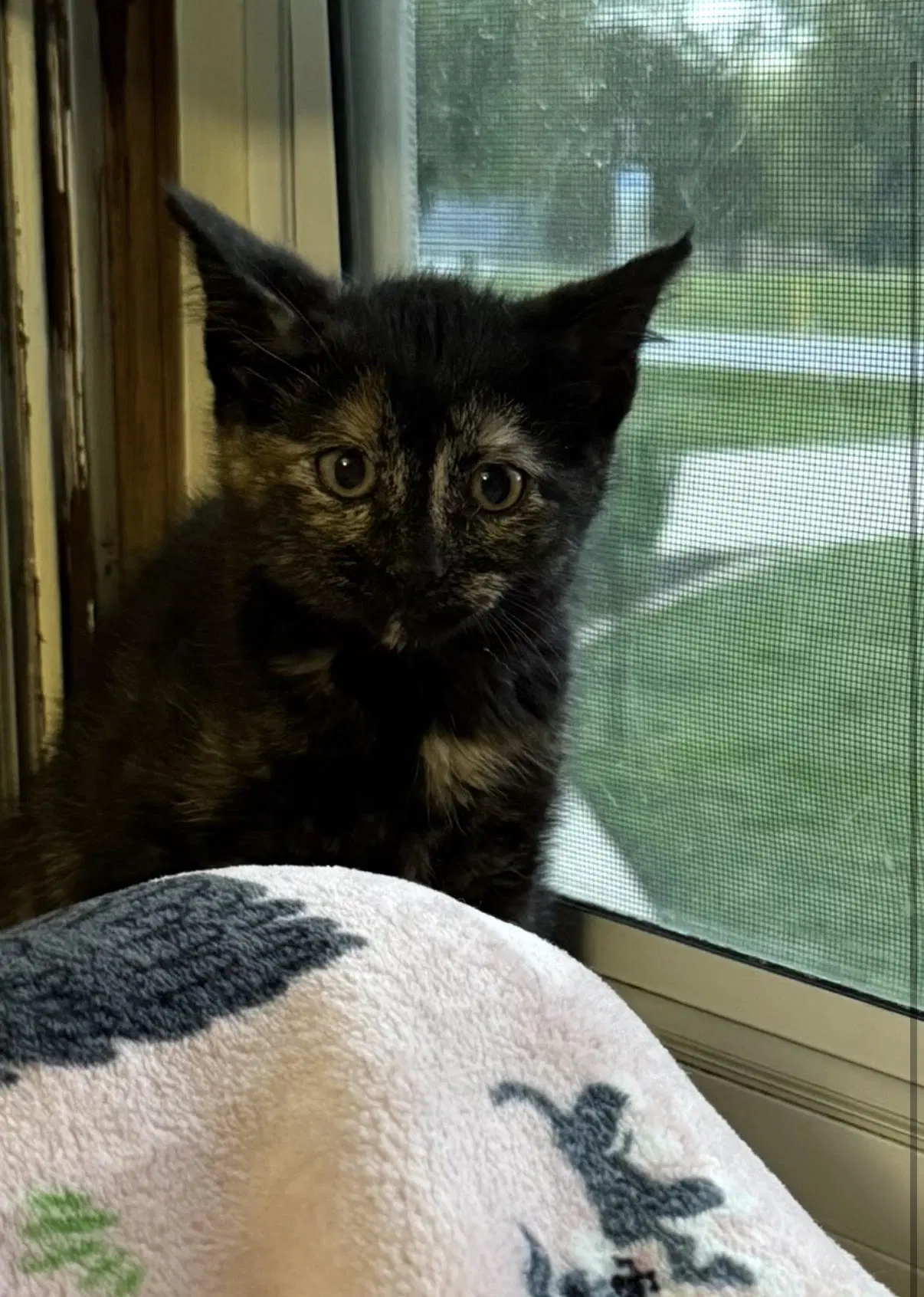 Meredith - Domestic Short Hair