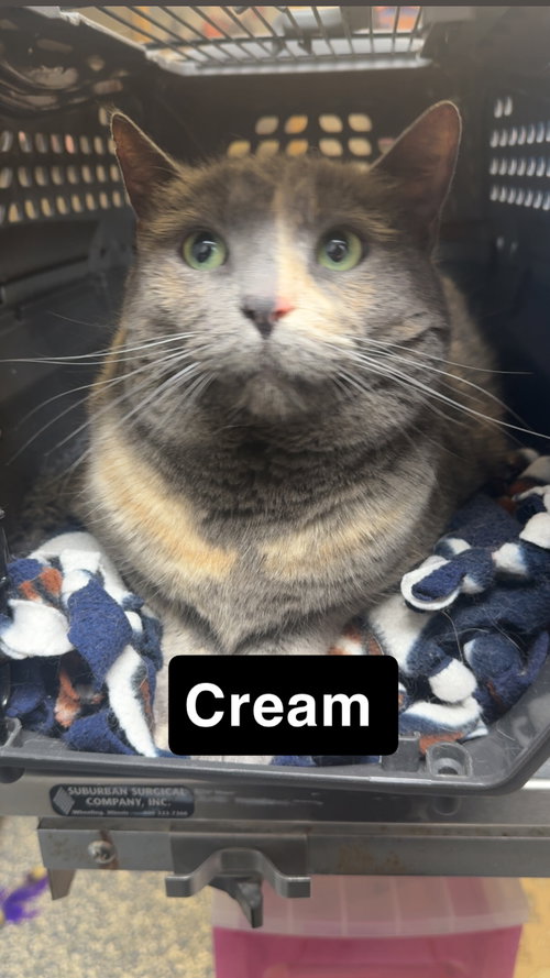 Cream