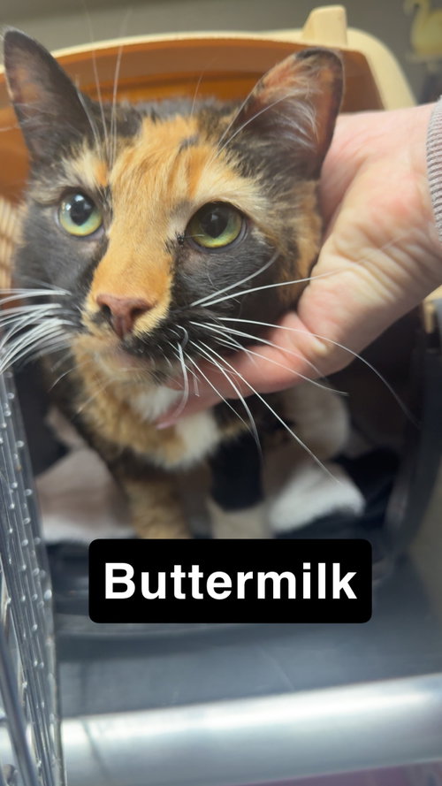 Buttermilk