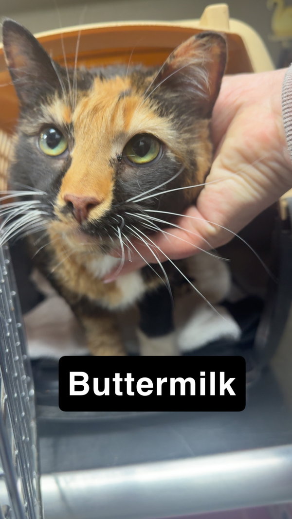 Buttermilk