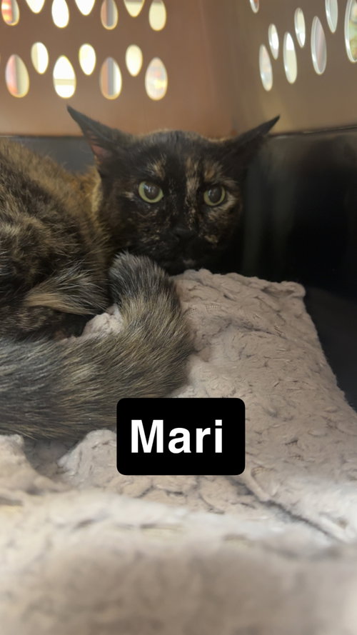 Mari