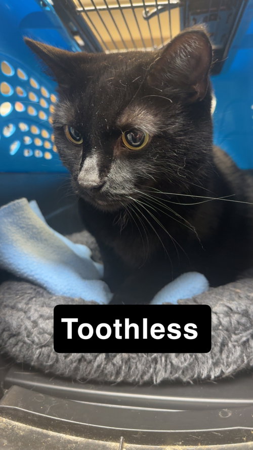 Toothless