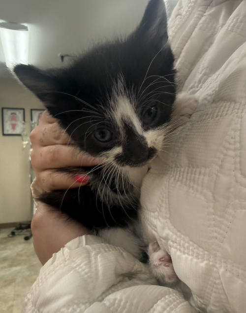 Female Black/White Kitten