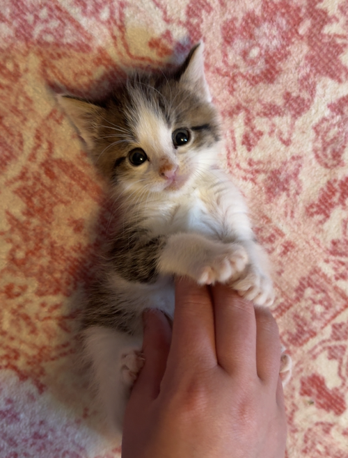 Milo *Kitten*