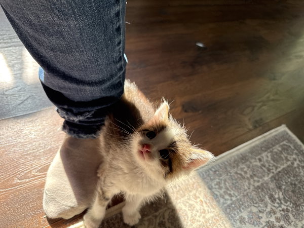Milo *Kitten*