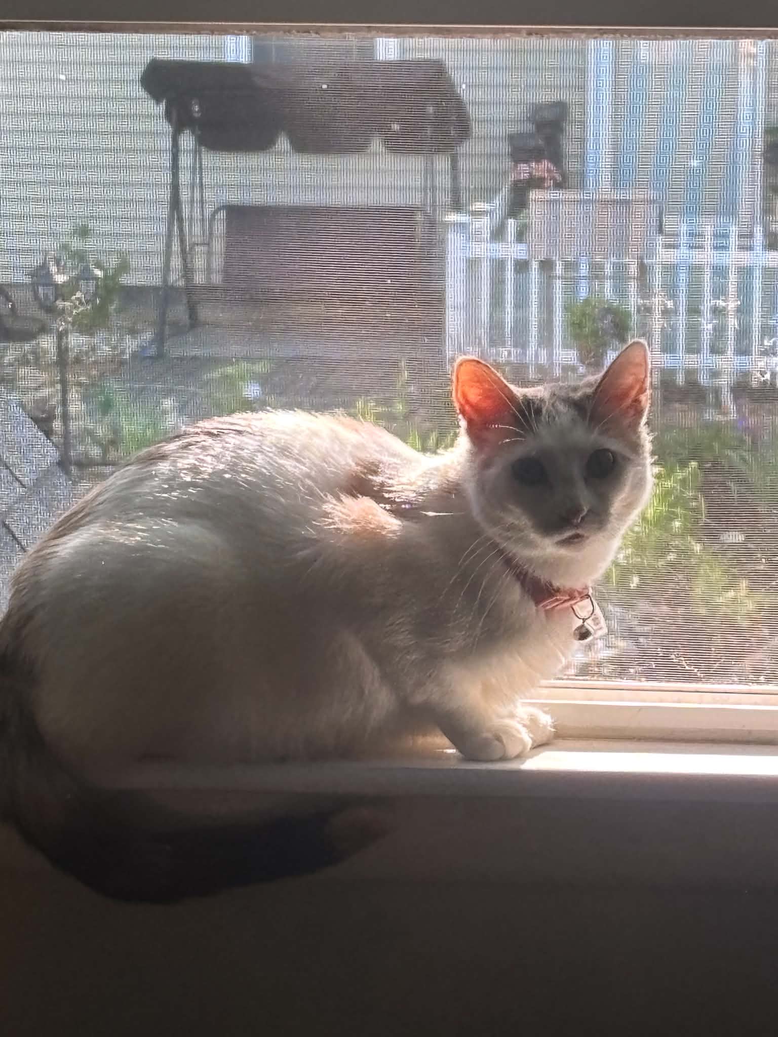 Mochi