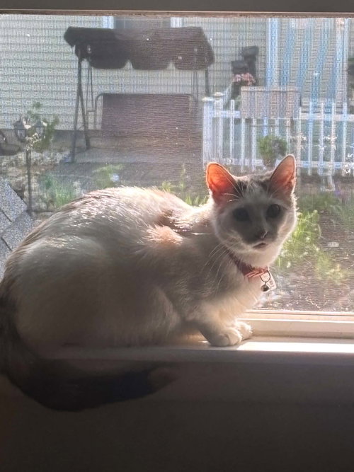 Mochi, Domestic Short Hair, cat for adoption in Iowa City, Iowa