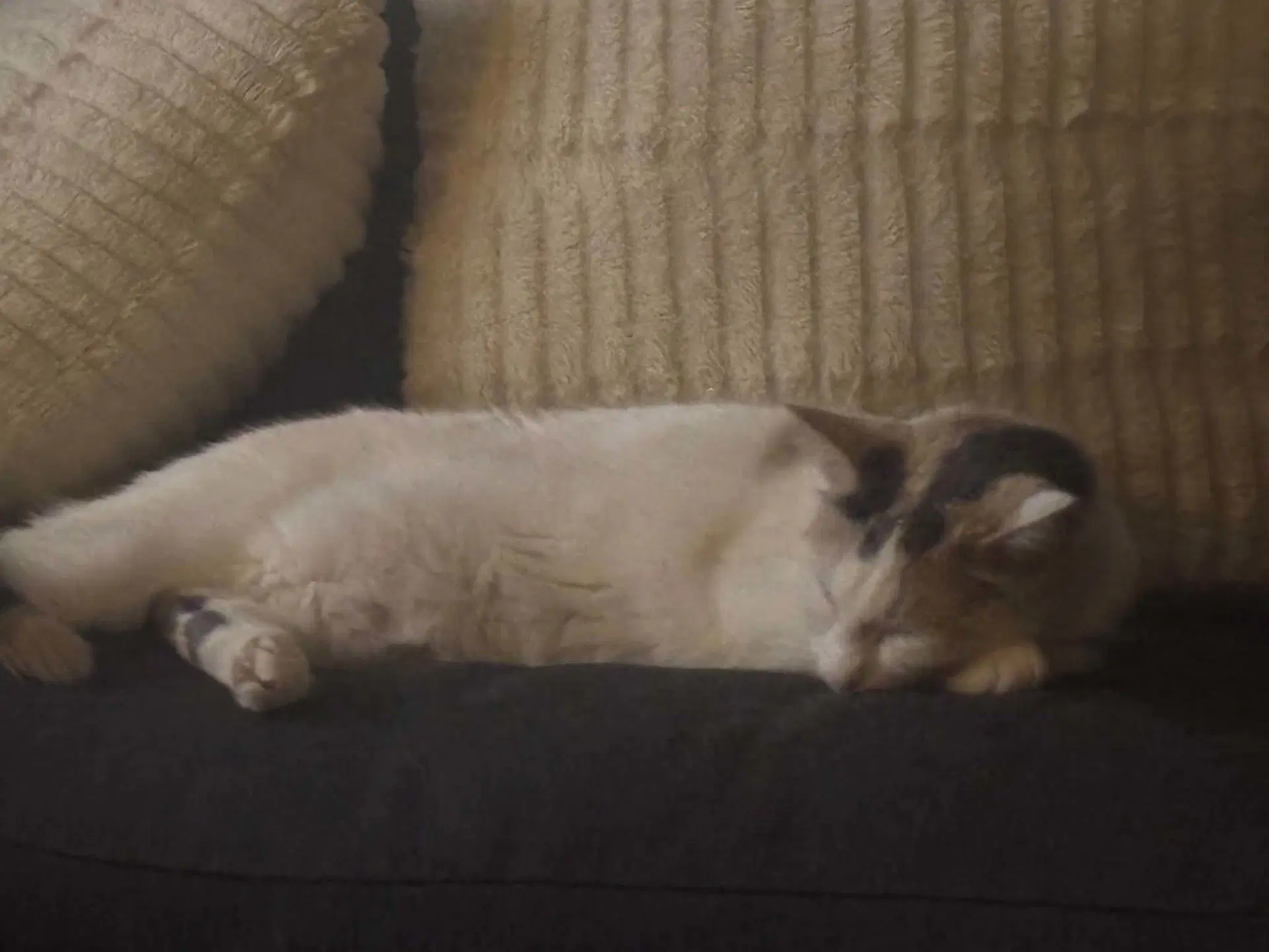 Mochi image 2