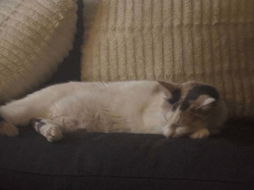Mochi photo 2