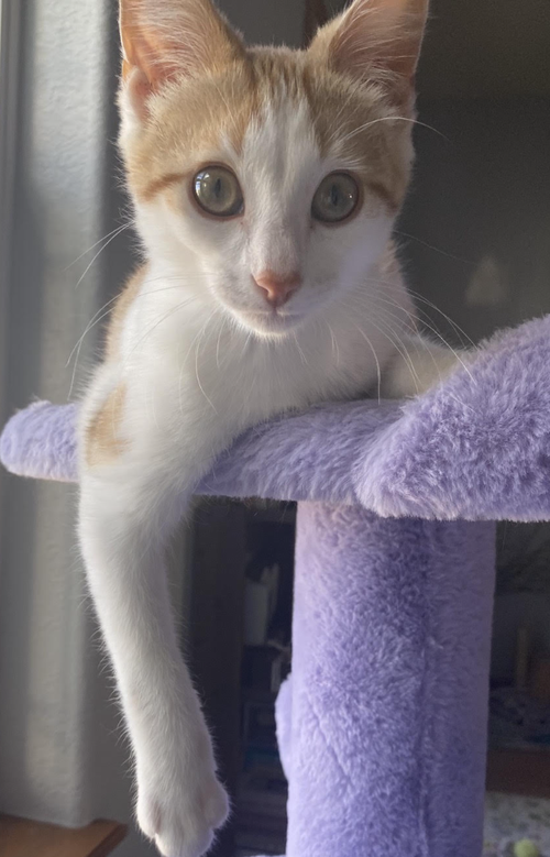 Gunther, Domestic Short Hair, cat for adoption in Iowa City, Iowa