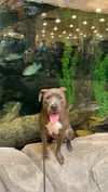 Smokie