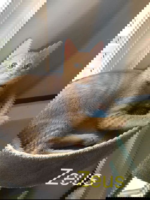 Zeus