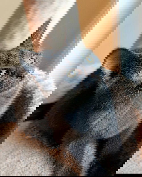 Sybil - Downton Abbey Litter