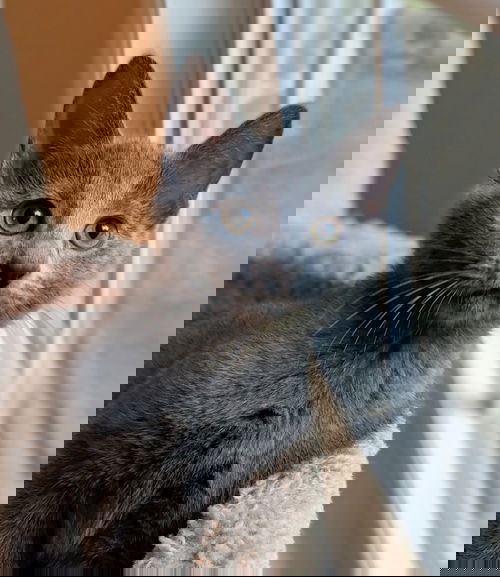 Edith - Downton Abbey Litter