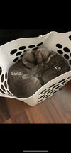 Kia and Luna