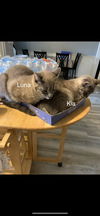 Kia and Luna