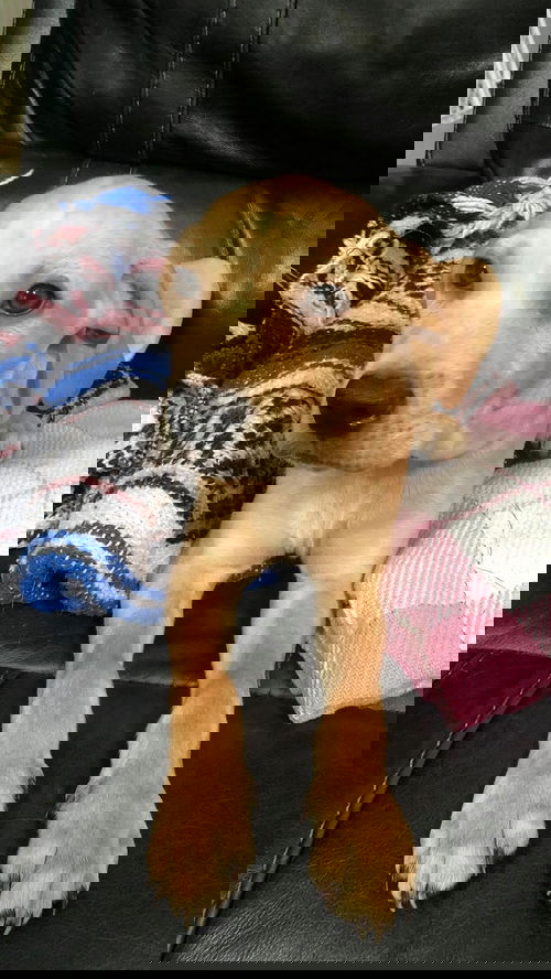 Jacob