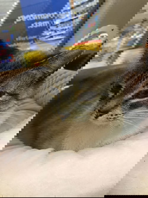 Surobi