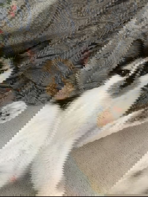 Callie
